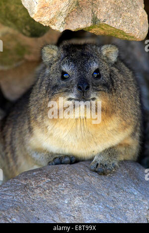 Rock Hyrax (Procavia capensis), adult at burrow, Betty's Bay, Western Cape, South Africa Stock Photo