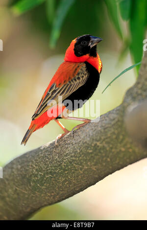 Southern Red Bishop (Euplectes orix), adult perched on tree, Western Cape, South Africa Stock Photo