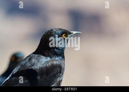 Pale-winged Starling (Onychognathus nabouroup), Fish River Canyon, Namibia Stock Photo
