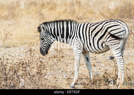 Young Burchell's Zebra (Equus burchellii), Etosha National Park, Namibia Stock Photo