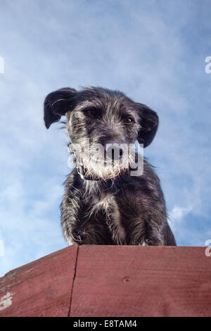 A rough coated gray lurcher dog stands on a shed roof (UK) Stock Photo