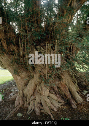 Detail of trunk of ancient (1000+ years old) yew tree beside the lychgate of a circular churchyard at Pennant Melangell, Powys, Mid Wales. Stock Photo