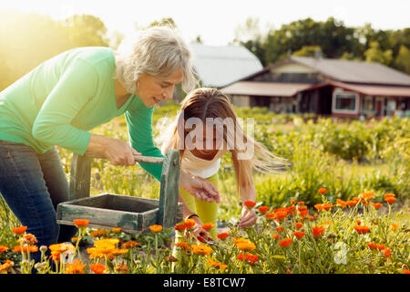 Caucasian grandmother and granddaughter picking flowers on farm Stock Photo