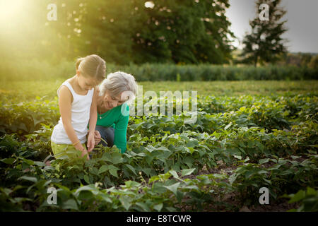 Caucasian grandmother and granddaughter picking plants on farm Stock Photo