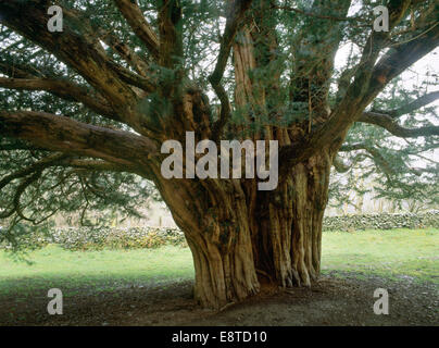 Ancient (1000+ years old) yew tree with hollow trunk in circular churchyard to W of St Melangell's church, Powys, Mid Wales. Stock Photo