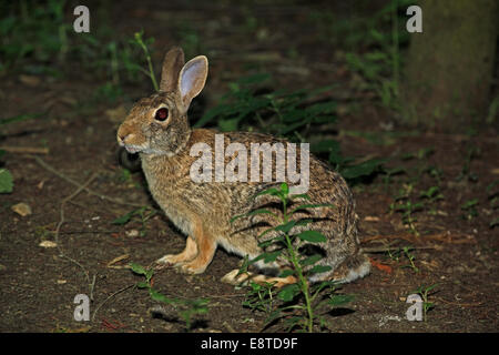 Eastern Cottontail Rabbit (Sylvilagus floridanus) Stock Photo