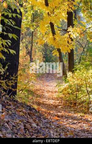 Autumn forest path between maple and poplar trees in a sunny day Stock ...