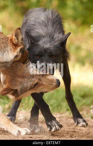 Three gray wolf or grey wolves fighting (Canis lupus) Stock Photo