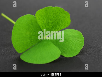 Four Leaf Clover leaf on gray surface Stock Photo