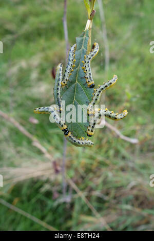 Dusky birch sawfly, Craesus latitarsus, larvae on the leaves on a young alder tree, Alnus glutinosus, Berkshire, September Stock Photo