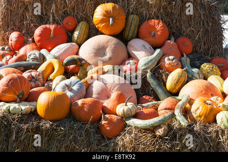 Ornamental gourd variety, Different pumpkins for decoration and cooking, Germany, Europe, Stock Photo