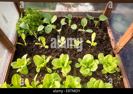 Young lettuce and cabbage plants late growing in a cold frame in September. A way of extending the growing season Stock Photo