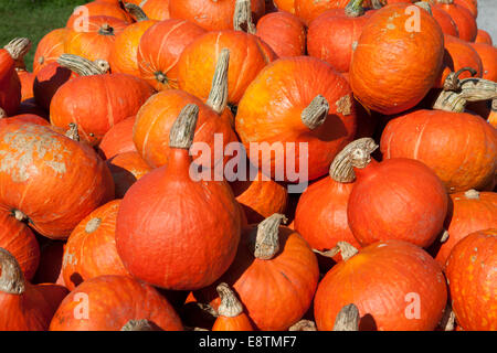 Pile of Hokkaido cucurbits (Cucurbita maxima) Stock Photo