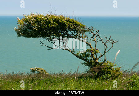 A Hawthorn tree bent in the direction of the prevailing wind on the cliff top at Eastbourne against a sea and sky background Stock Photo