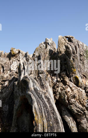 stump in nature background texture close up Stock Photo