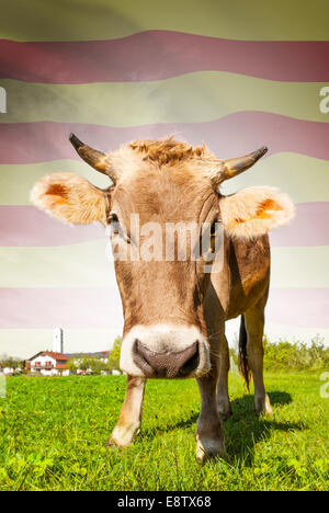 Cow with flag on background series - Catalonia Stock Photo