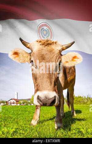 Cow with flag on background series - Paraguay Stock Photo