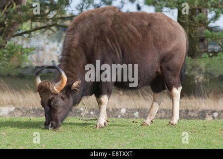 Gaur or Indian Bison, (Bos gaurus). Largest of all wild cattle. Native to south and southwest Asia. Here in Whipsnade Zoo (ZSL), Stock Photo