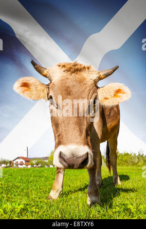 Cow with flag on background series - Scotland Stock Photo