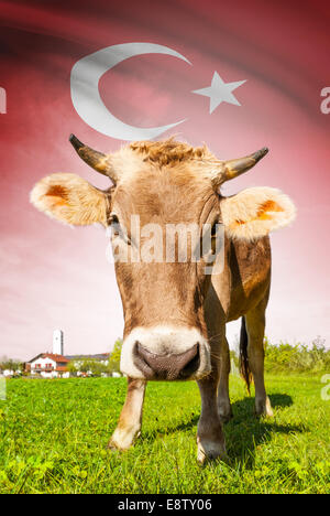 Cow with flag on background series - Turkey Stock Photo