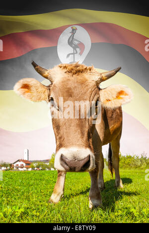 Cow with flag on background series - Uganda Stock Photo