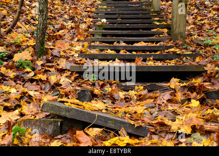 Old wooden stairs in the forest Stock Photo