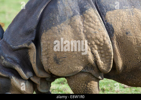 Asian, or Indian One-horned Rhinoceros (Rhinoceros unicornis). Flank, side view of fore quarters of body; head end left. Stock Photo