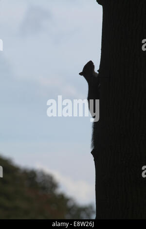 Grey Squirrel (Sciurus carolinensis). Silhouette. Hiding, evading onlooker by scrambling behind trunk of tree it is climbing. Stock Photo