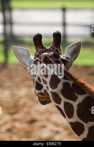 Reticulated Giraffe (Giraffa camelopardalis reticulata). View of head from rear, showing typical markings of the subspecies. Stock Photo
