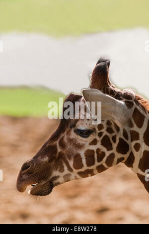 Reticulated Giraffe (Giraffa camelopardalis reticulata). Head showing typical markings of the subspecies. Stock Photo