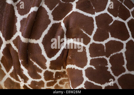 Reticulated Giraffe (Giraffa camelopardalis reticulata). Left, flank, side. Typical markings of this subspecies. Stock Photo