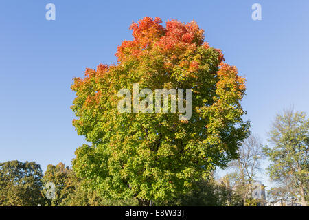 Maple Trees in the fall with copy space Stock Photo