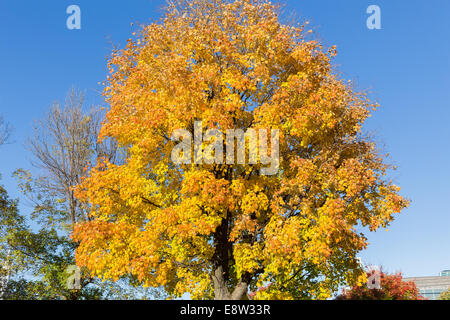 Yellow Maple Tree in the Fall Stock Photo