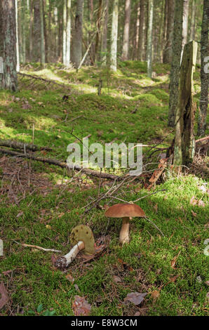 Mushrooms in the autumn wood. Two brown mushrooms on a green moss. Stock Photo