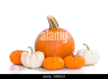 Pie pumpkin and mini pumpkins in a row against white background Stock ...