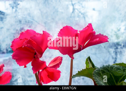 concept cozy of red cyclamens on a white winter background Stock Photo