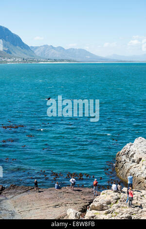 People watching whales basking in the bay of Hermanus, Western Cape, South Africa Stock Photo