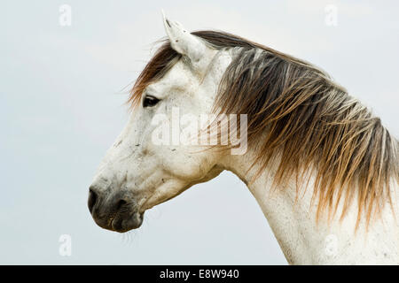 Lusitano horse, gelding, white horse, Andalusia, Spain