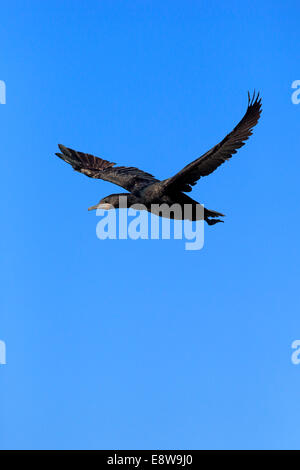 Cape Cormorant or Cape Shag (Phalacrocorax capensis), adult flying, Betty's Bay, Western Cape, South Africa Stock Photo