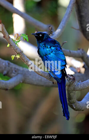 Long-tailed Glossy Starling (Lamprotornis caudatus), adult on tree, captive Stock Photo