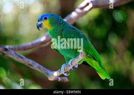 Orange-winged Amazon (Amazona amazonica), adult on tree, native to South America, captive Stock Photo