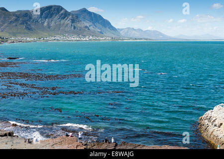 People watching whales basking in the bay of Hermanus, Western Cape, South Africa Stock Photo