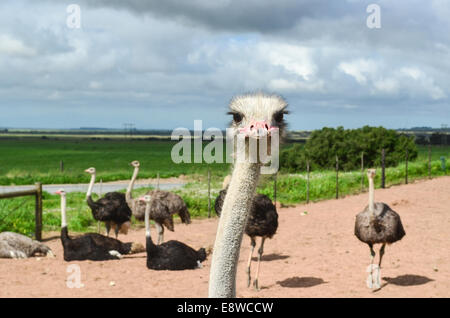 Livestock of ostriches in South Africa, and one ostrich's head facing the camera Stock Photo