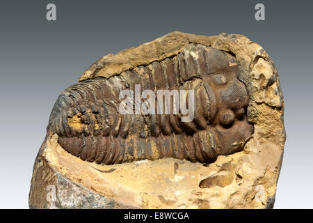 Single Trilobite fossil from Morocco against a plain light grey background Stock Photo
