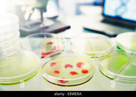Close up of cultures in petri dishes in lab Stock Photo