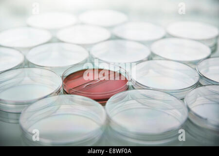 Red cultures in petri dish among empty dishes in lab Stock Photo