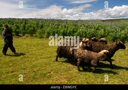 A child brings to graze cattle in the Sacred Valley near Cuzco. The Sacred Valley of the Incas or the Urubamba Valley is a valle Stock Photo