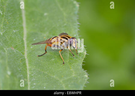 Hoverfly, Helophilus pendulus Stock Photo