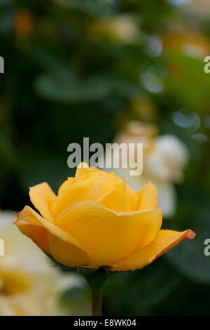Summer Yellow Rose in flower Stock Photo