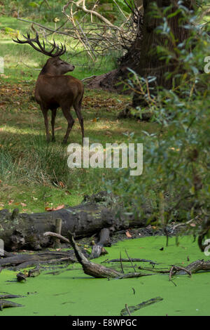 Male Red Deer, Stag, Richmond Park, London Stock Photo